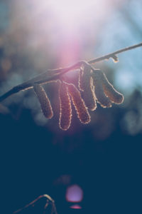 Birch, branch, catkins, back light, Birch, branch, catkins, back light,
